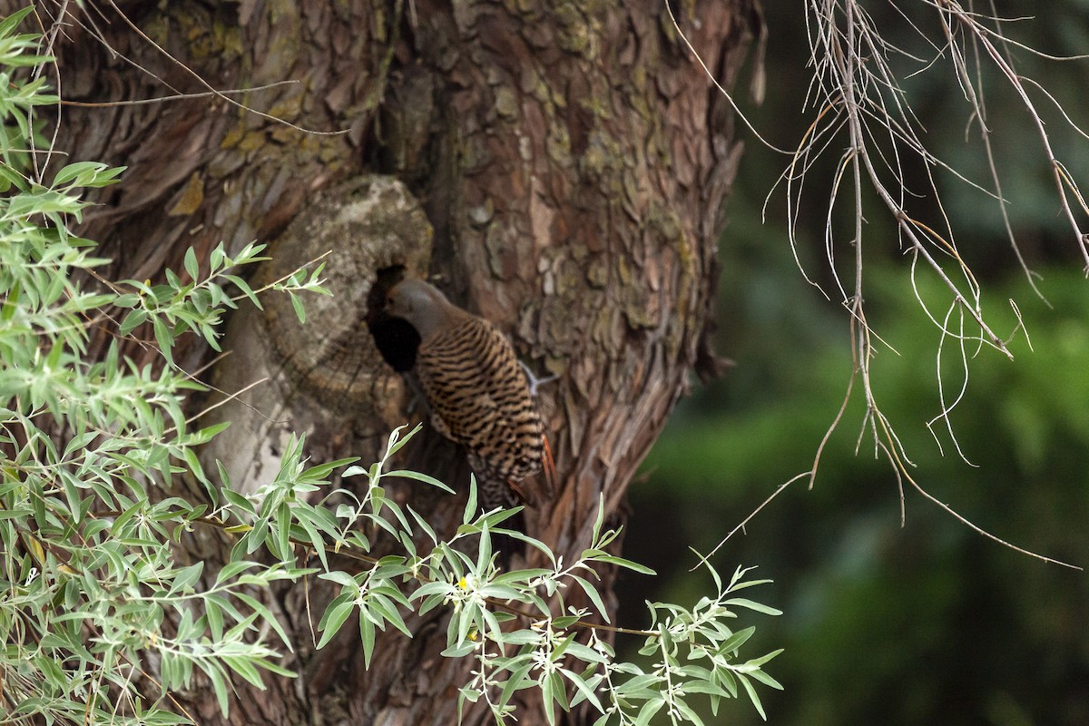 Шилоклювый дятел [группа cafer] - ML644286633