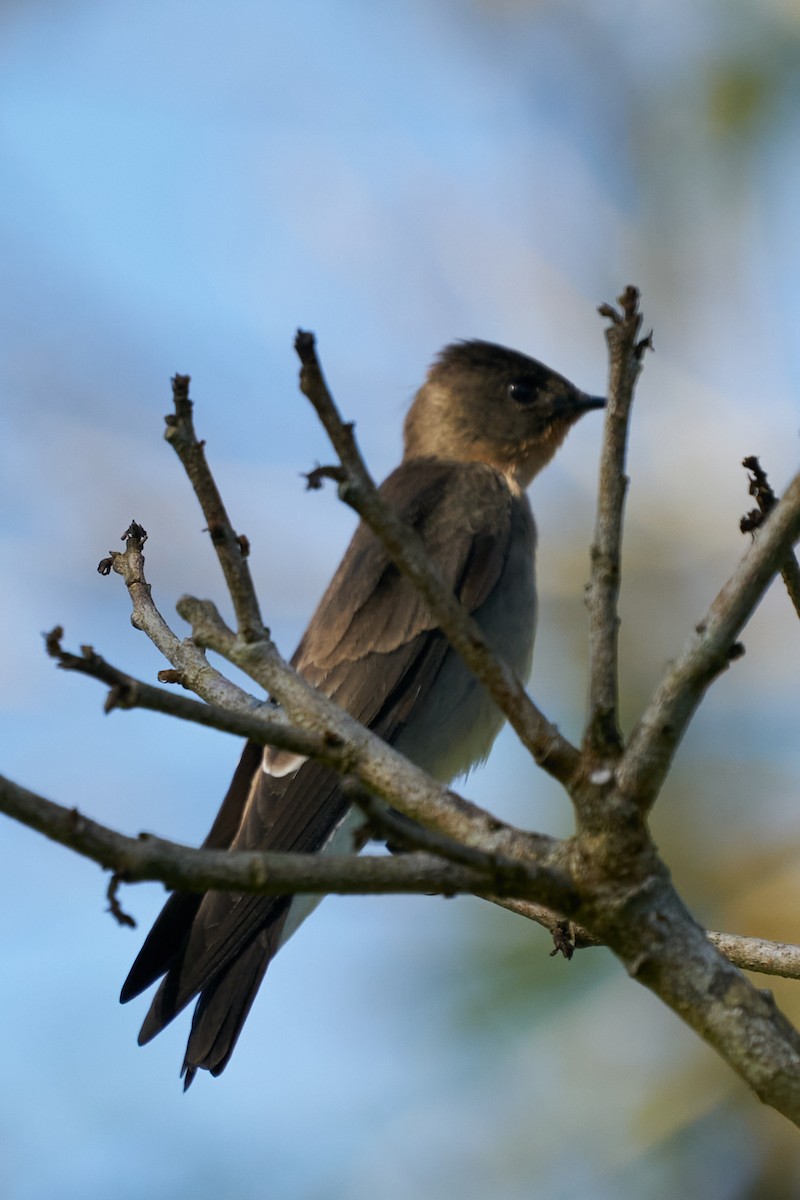 Golondrina Gorjirrufa - ML644286657