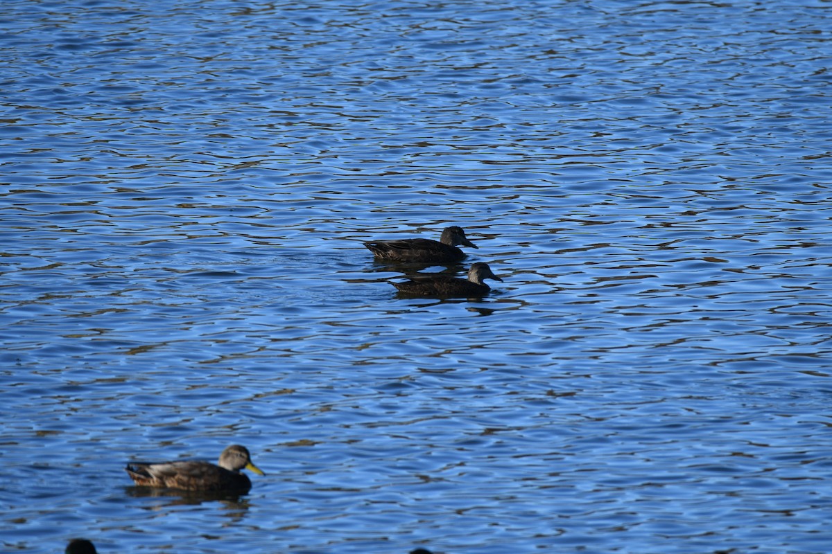 rødfotand - ML644286658