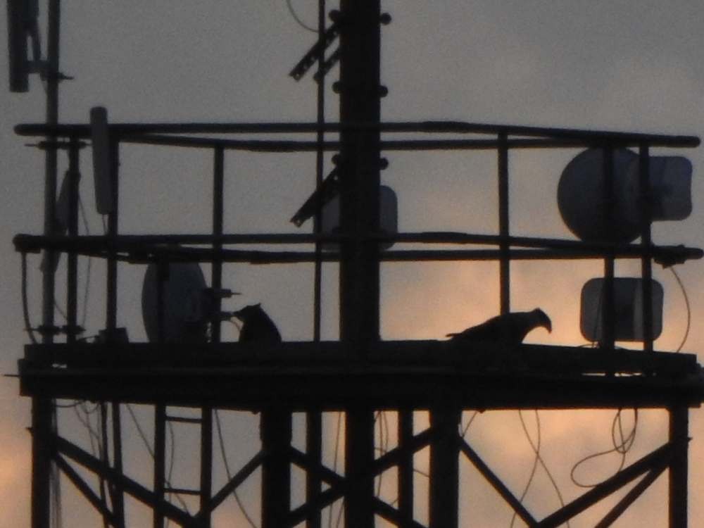 ミナミカラカラ - ML644286662