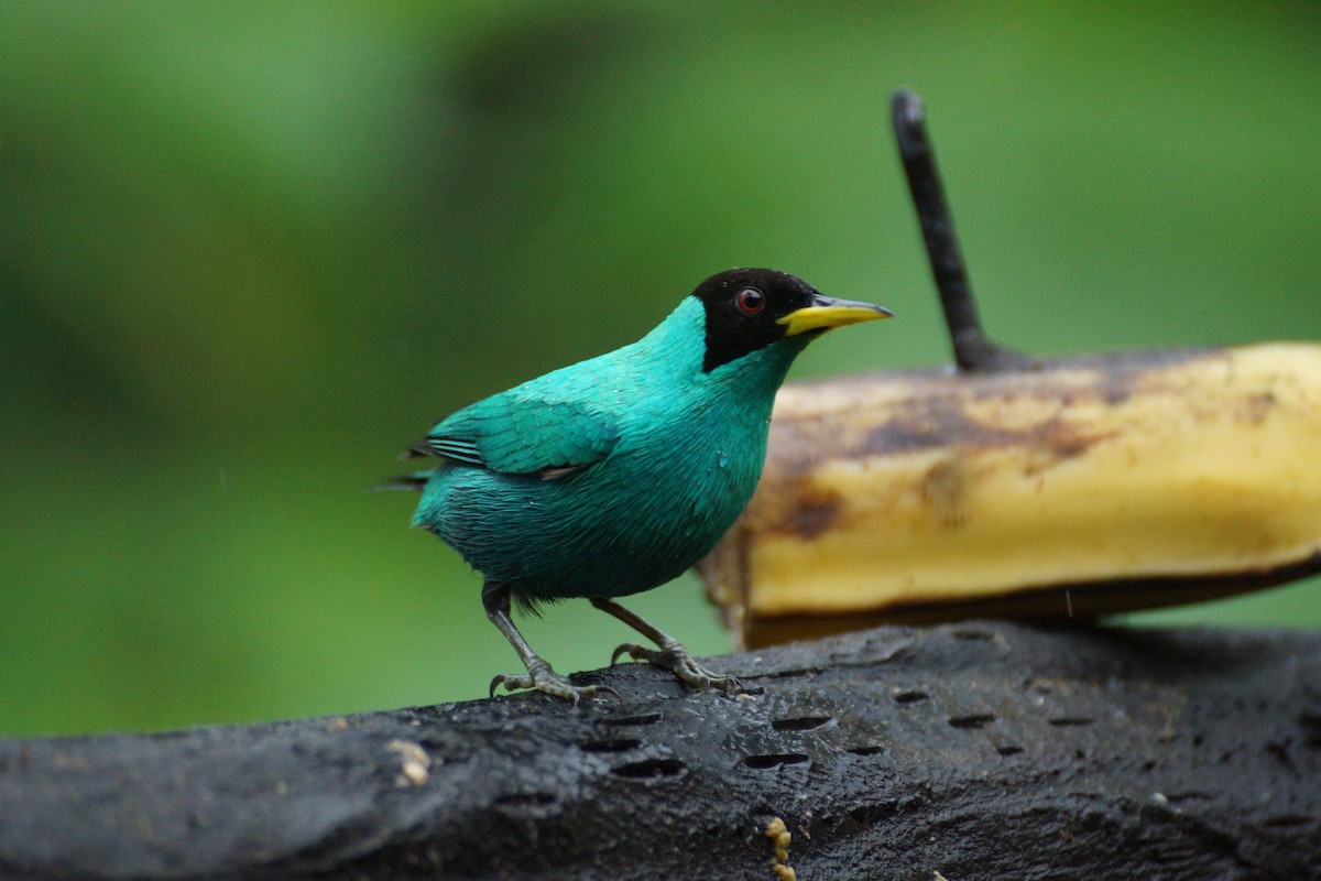Green Honeycreeper - ML644286674