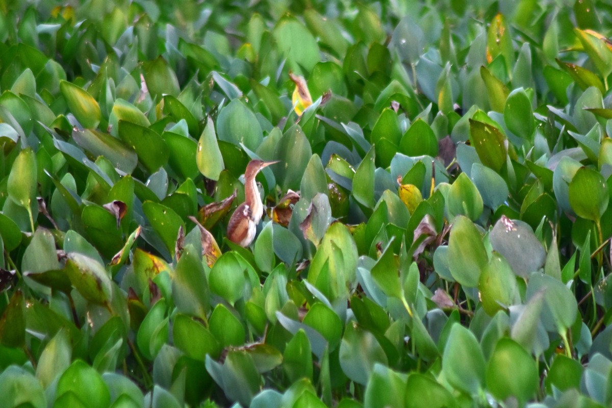 Petit Blongios - ML644286676