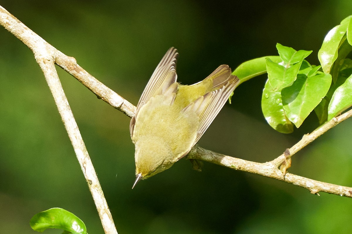 Tennessee Warbler - ML644286678