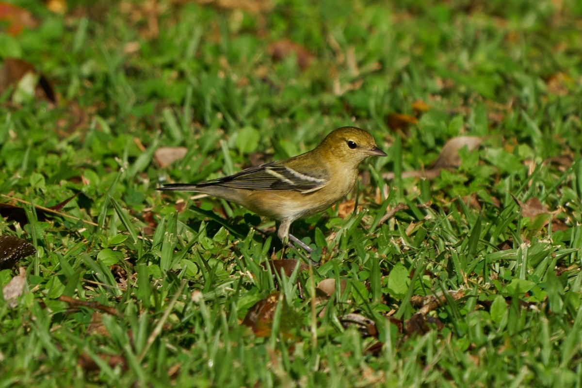 Пісняр-лісовик каштановий - ML644286692