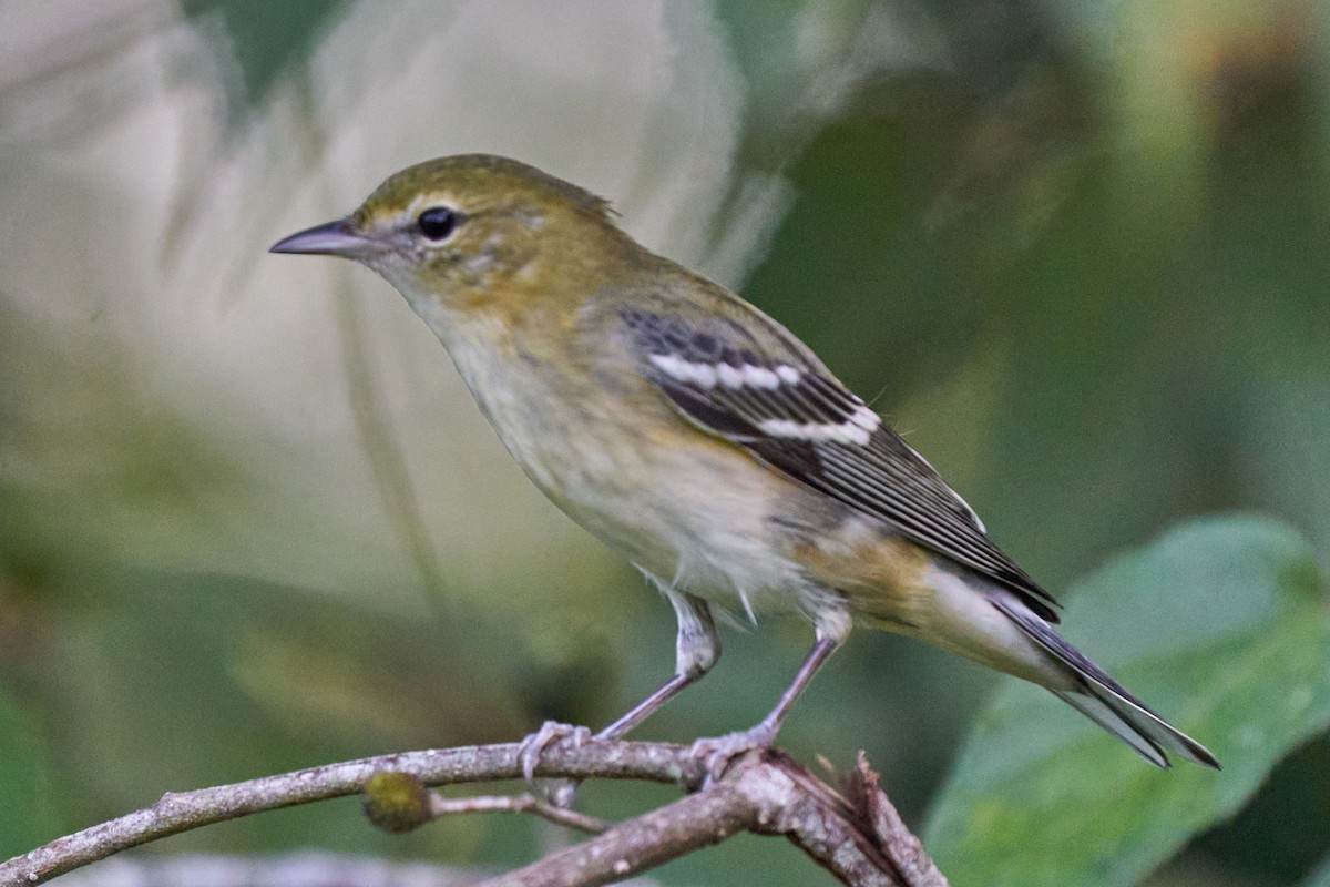 Пісняр-лісовик каштановий - ML644286693