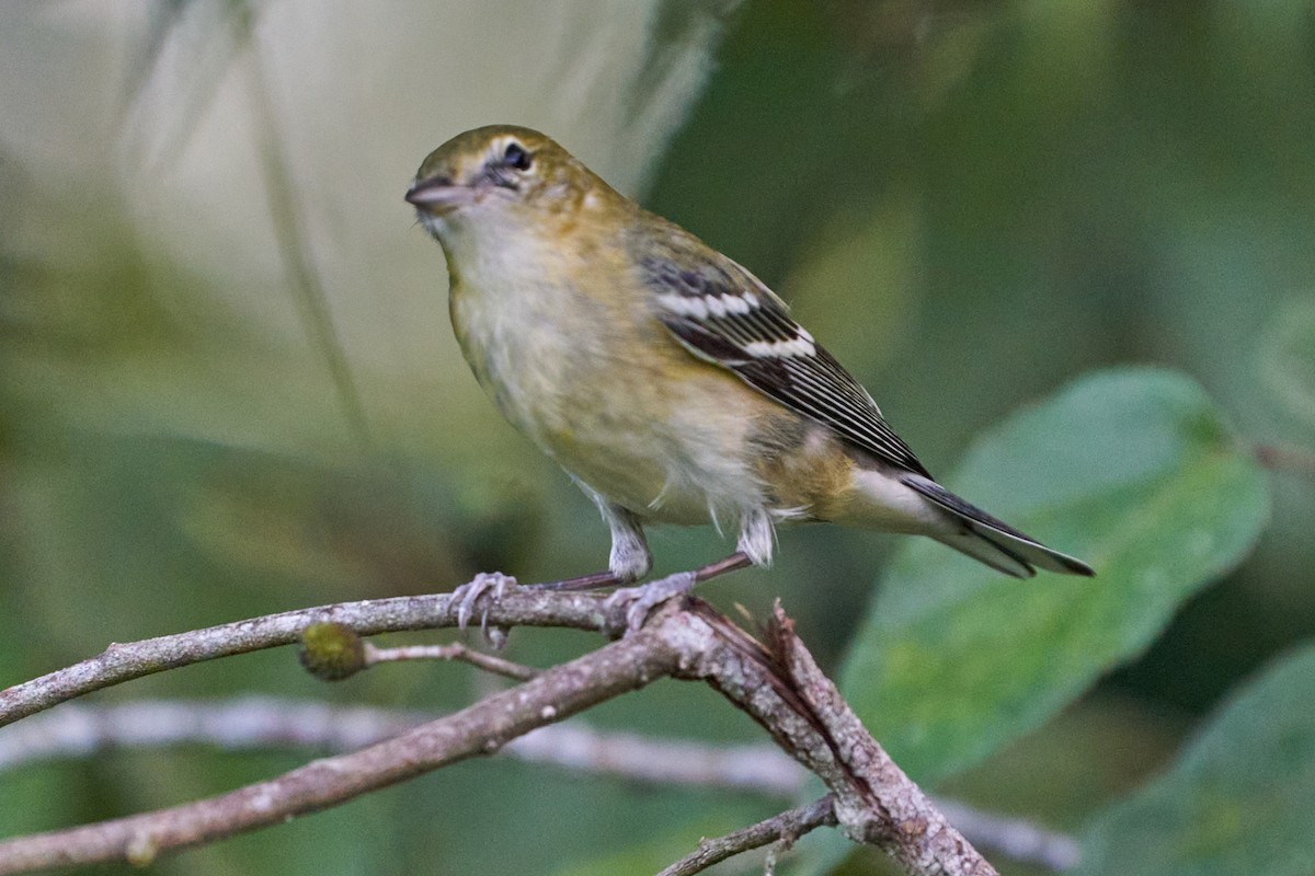 Пісняр-лісовик каштановий - ML644286694