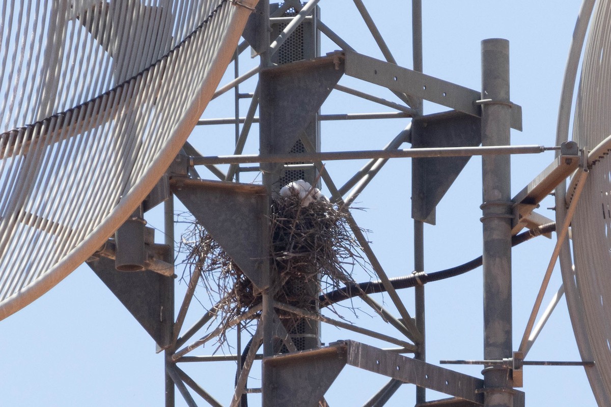 Halcón Gris - ML644286695