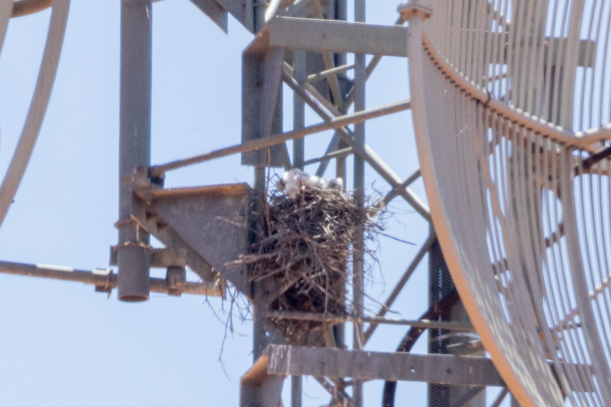 Halcón Gris - ML644286700