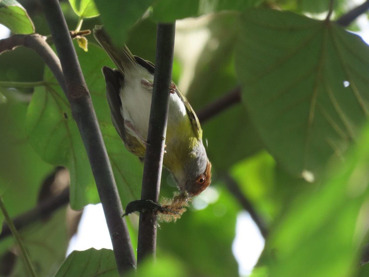 Rufous-browed Peppershrike - ML644286708
