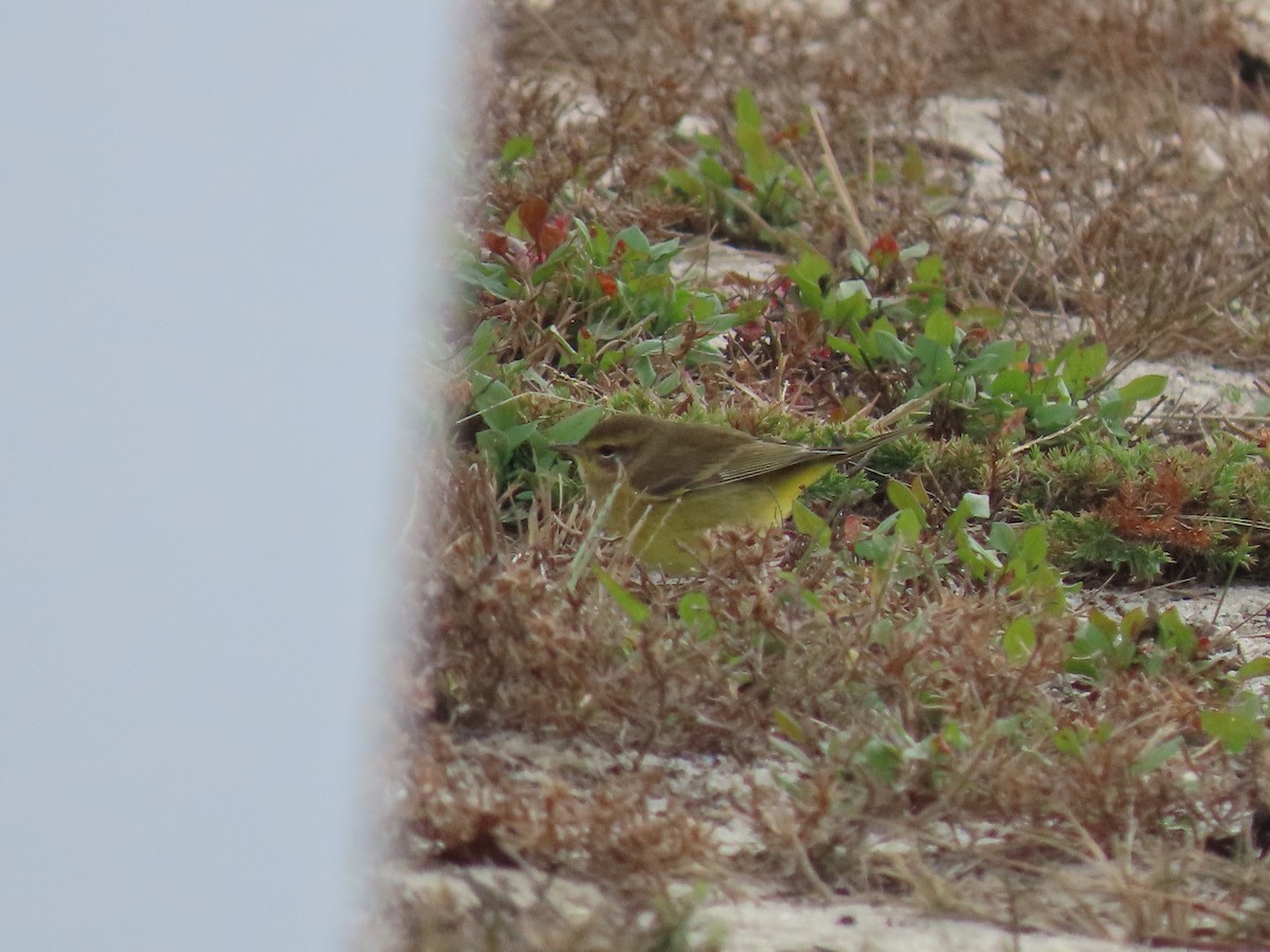 Palm Warbler - ML644286716