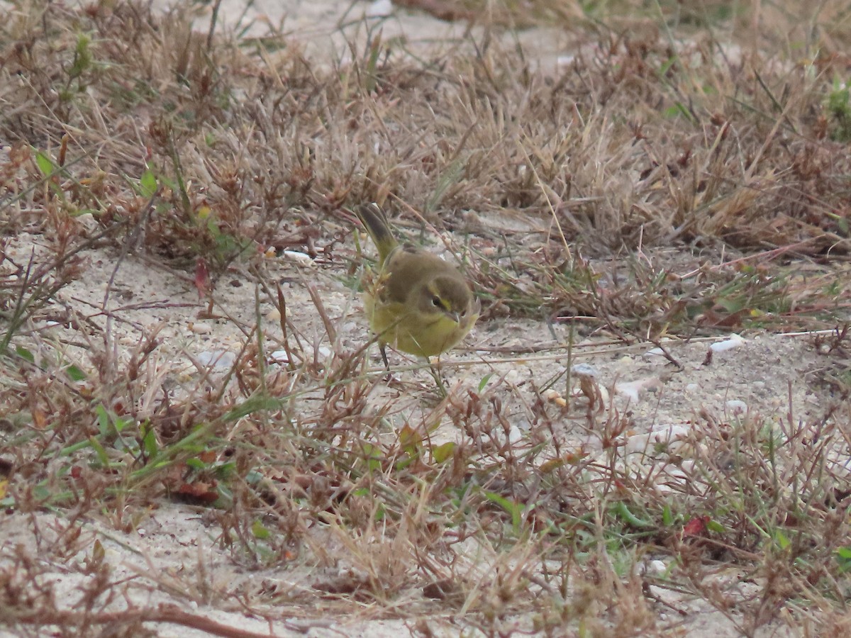 Palm Warbler - ML644286717