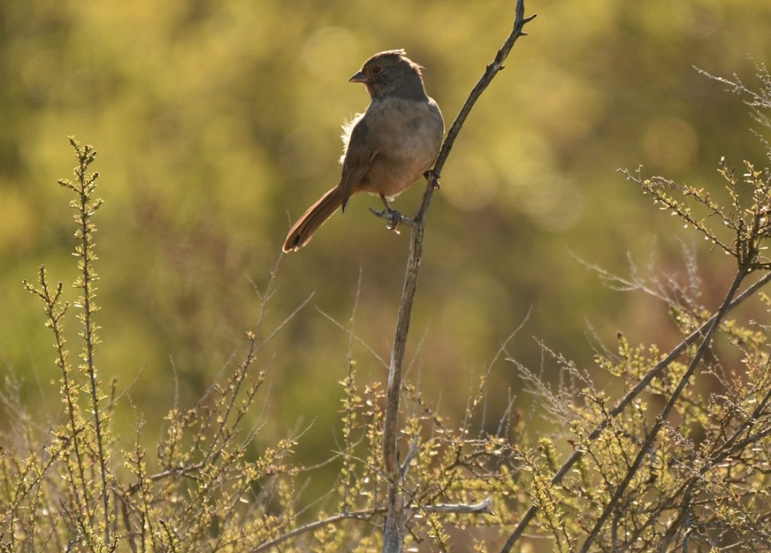 Тауї каліфорнійський - ML644286729