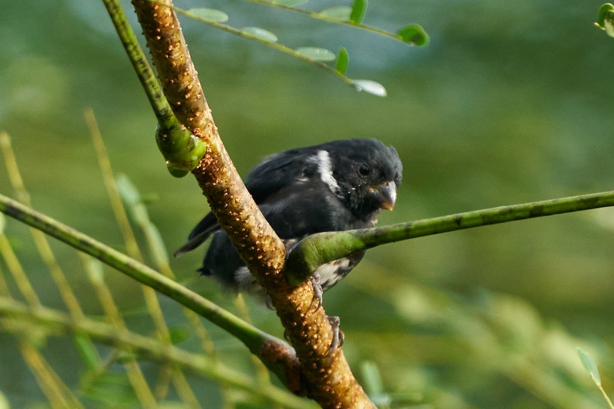 Variable Seedeater - ML644286732