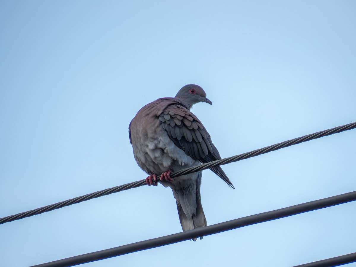 Pale-vented Pigeon - ML644286741