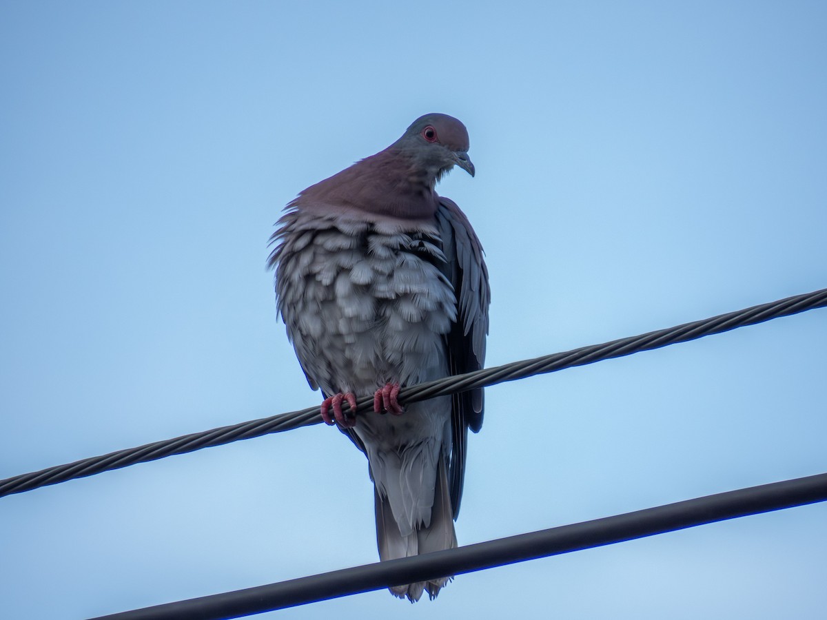 Pale-vented Pigeon - ML644286742