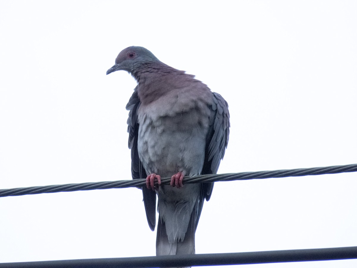Pale-vented Pigeon - ML644286743