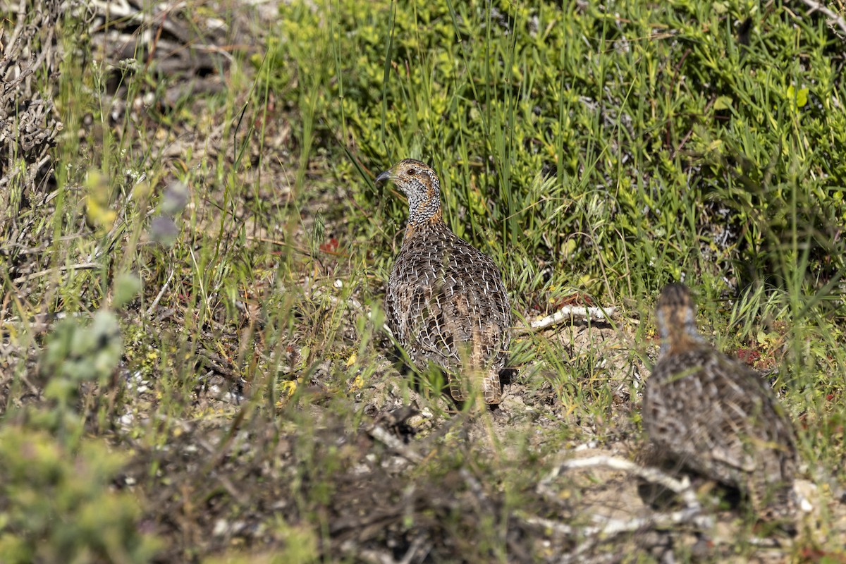 Gray-winged Francolin - ML644286745