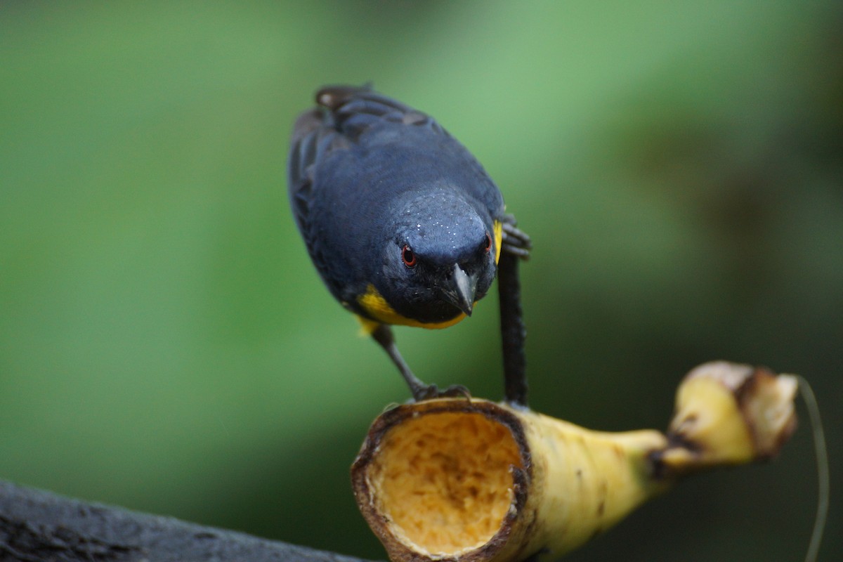 Blue-and-gold Tanager - ML644286747
