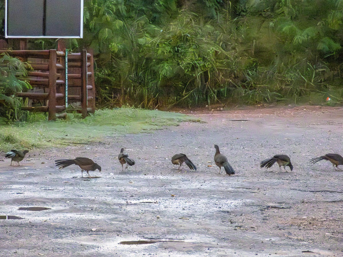 Chaco Chachalaca - ML644286749