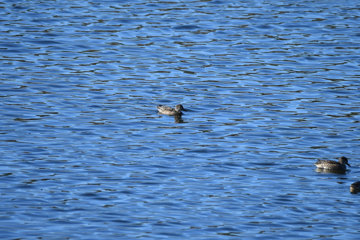 Green-winged Teal - ML644286755