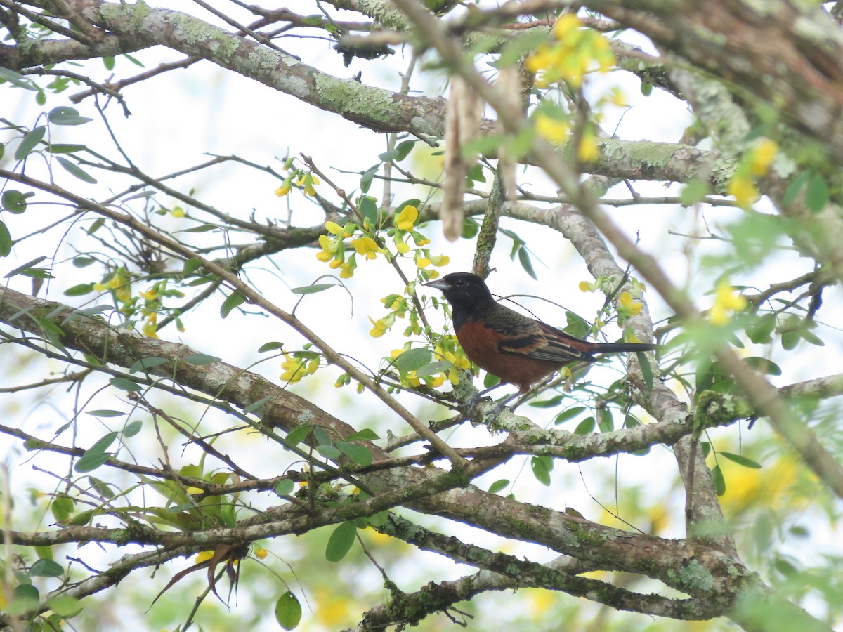 Orchard Oriole - ML644286758