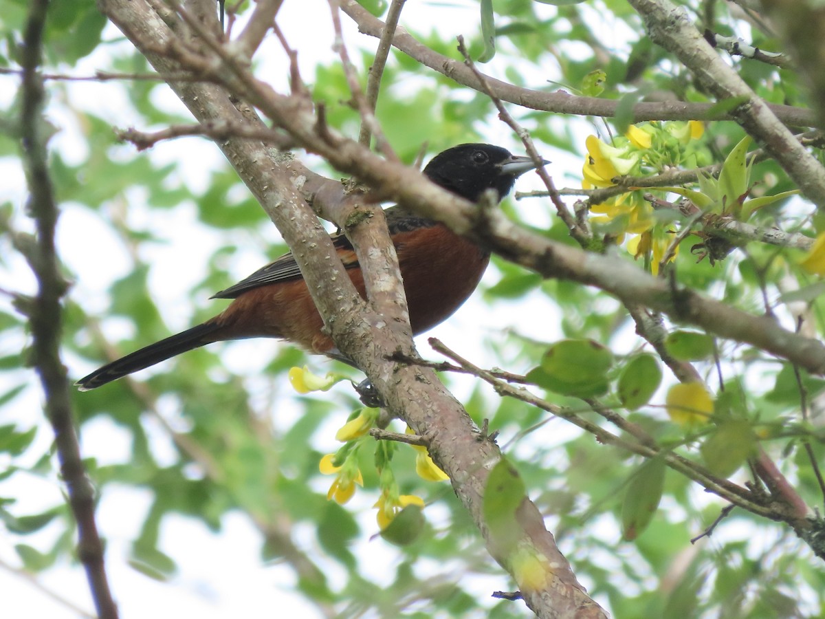 Orchard Oriole - ML644286759