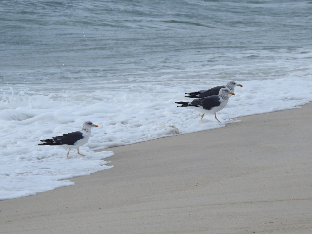 Lesser Black-backed Gull - ML644286763
