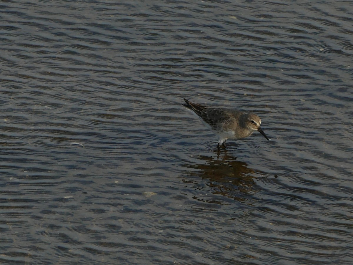 White-rumped Sandpiper - ML644286766