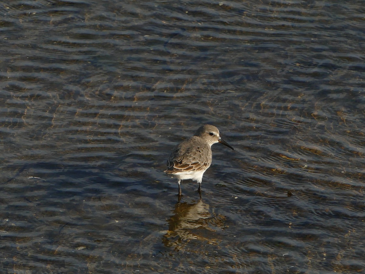 White-rumped Sandpiper - ML644286767