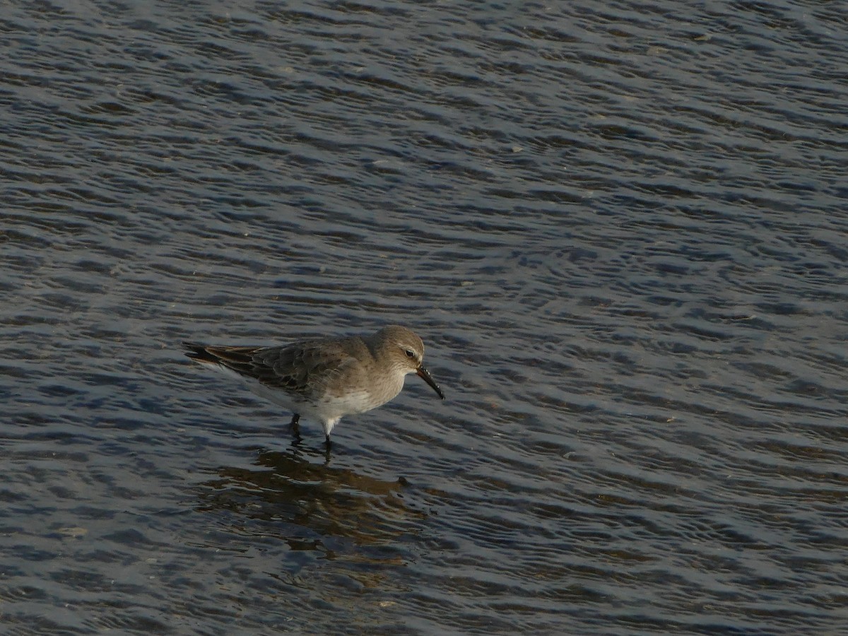 White-rumped Sandpiper - ML644286768