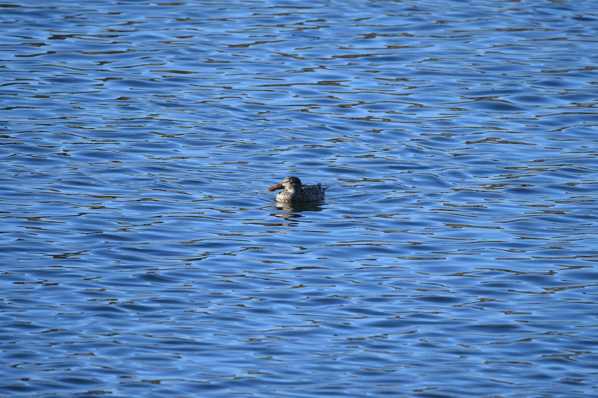 Northern Shoveler - ML644286773