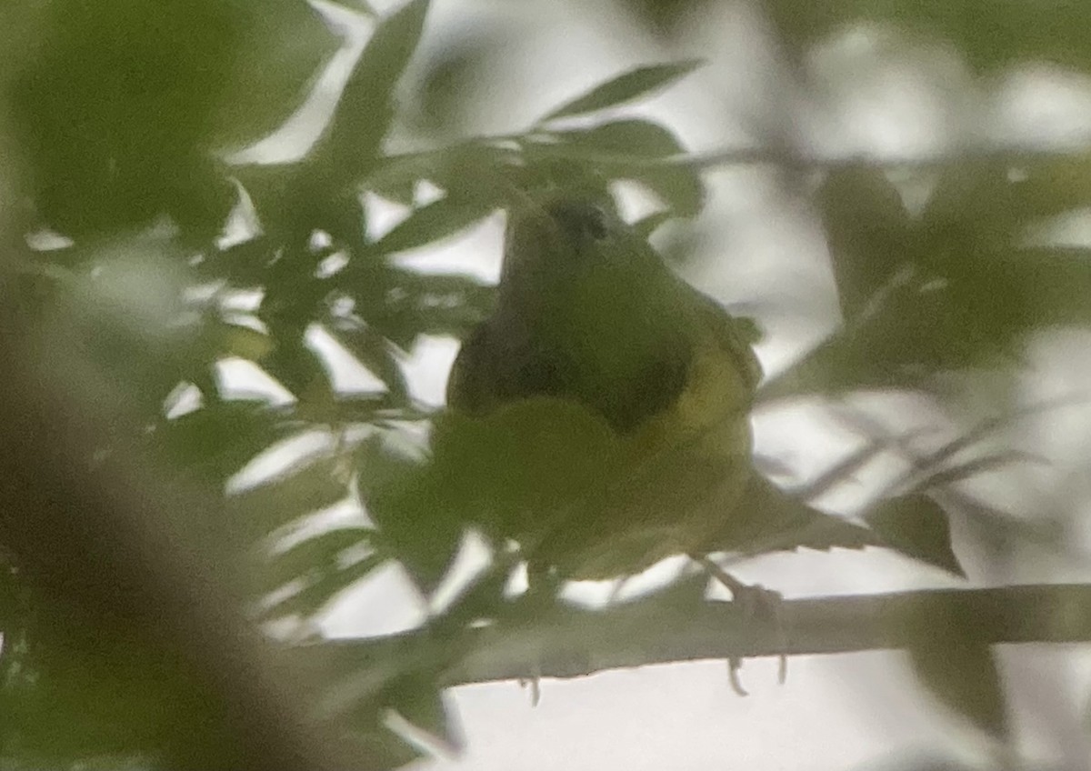Mourning Warbler - ML644286774