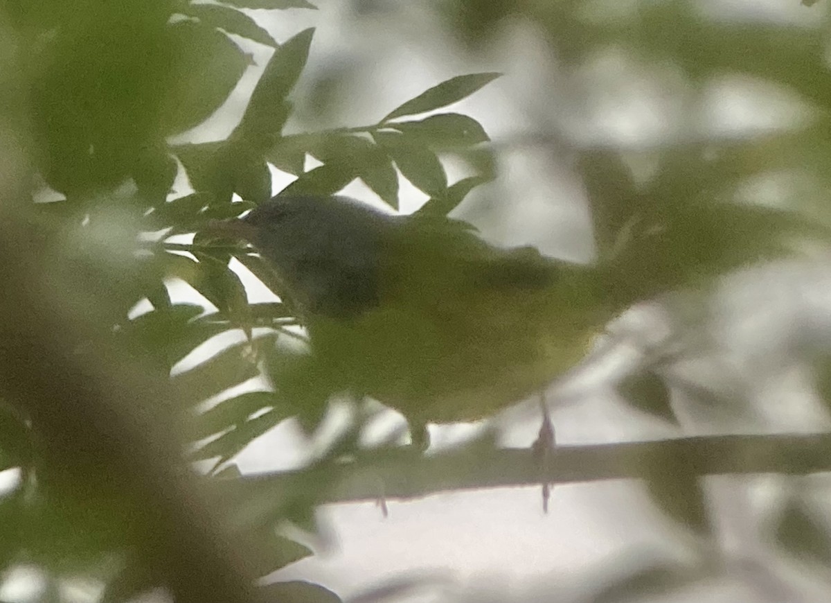 Mourning Warbler - ML644286779