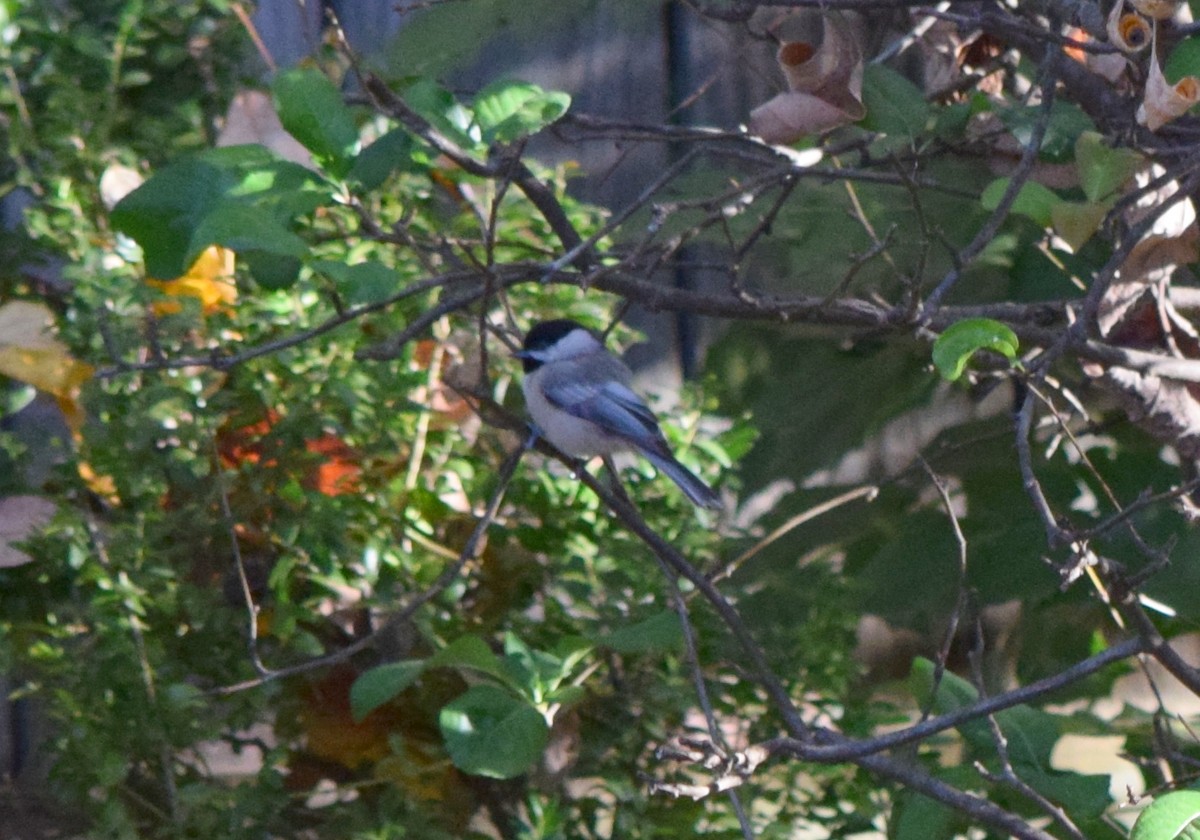 Carolina Chickadee - ML644286780