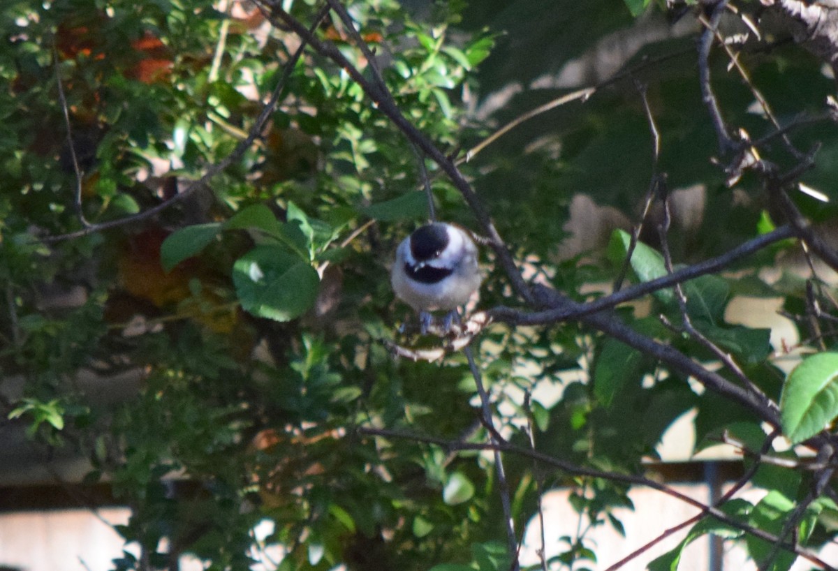 Carolina Chickadee - ML644286781