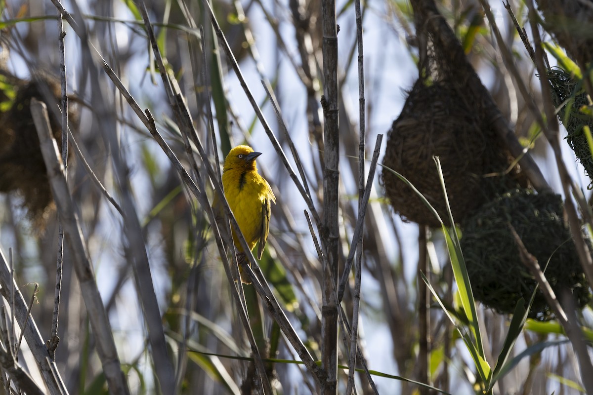 Cape Weaver - ML644286783
