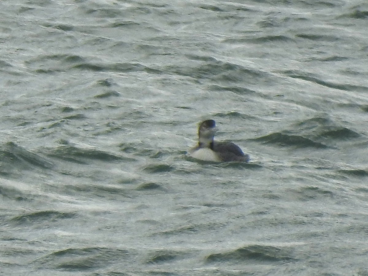 Common Loon - ML644286786