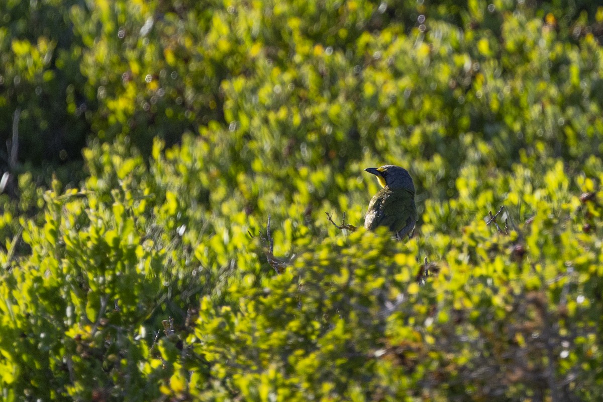 Bokmakierie - ML644286788