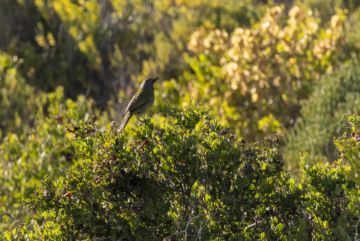 Bokmakierie - ML644286789