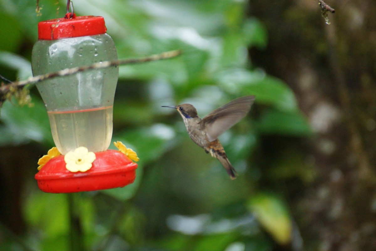 Бурый фиалкоух - ML644286795