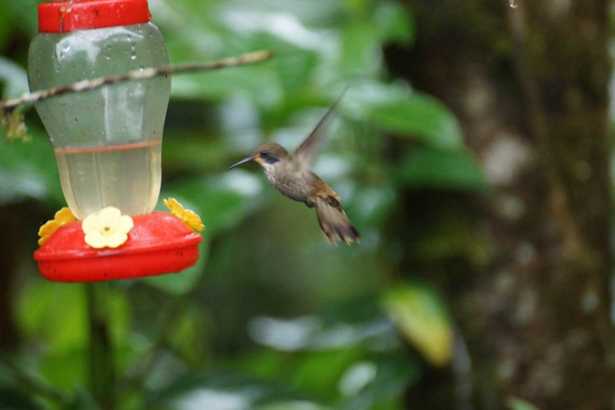 Бурый фиалкоух - ML644286796