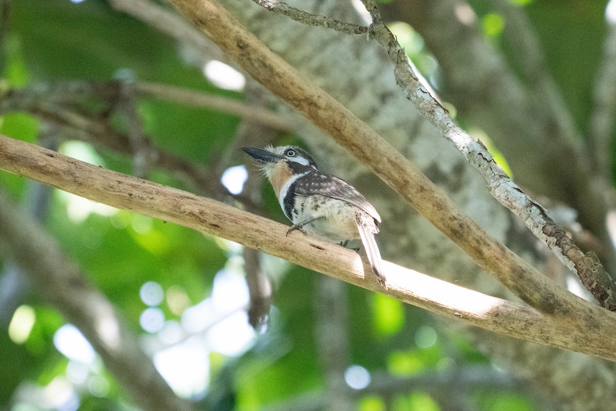 lenivka pruhoprsá - ML644286800