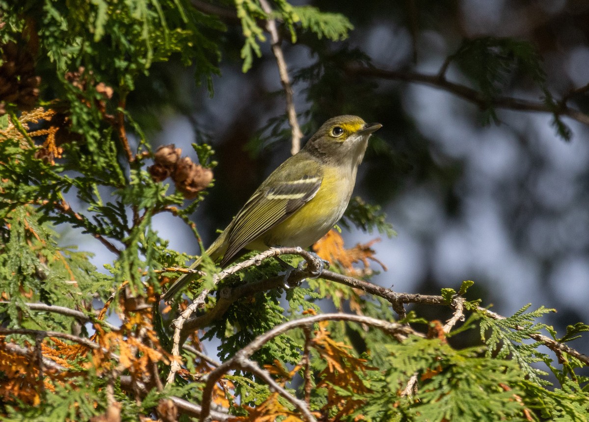 zelenáček bělooký - ML644286815