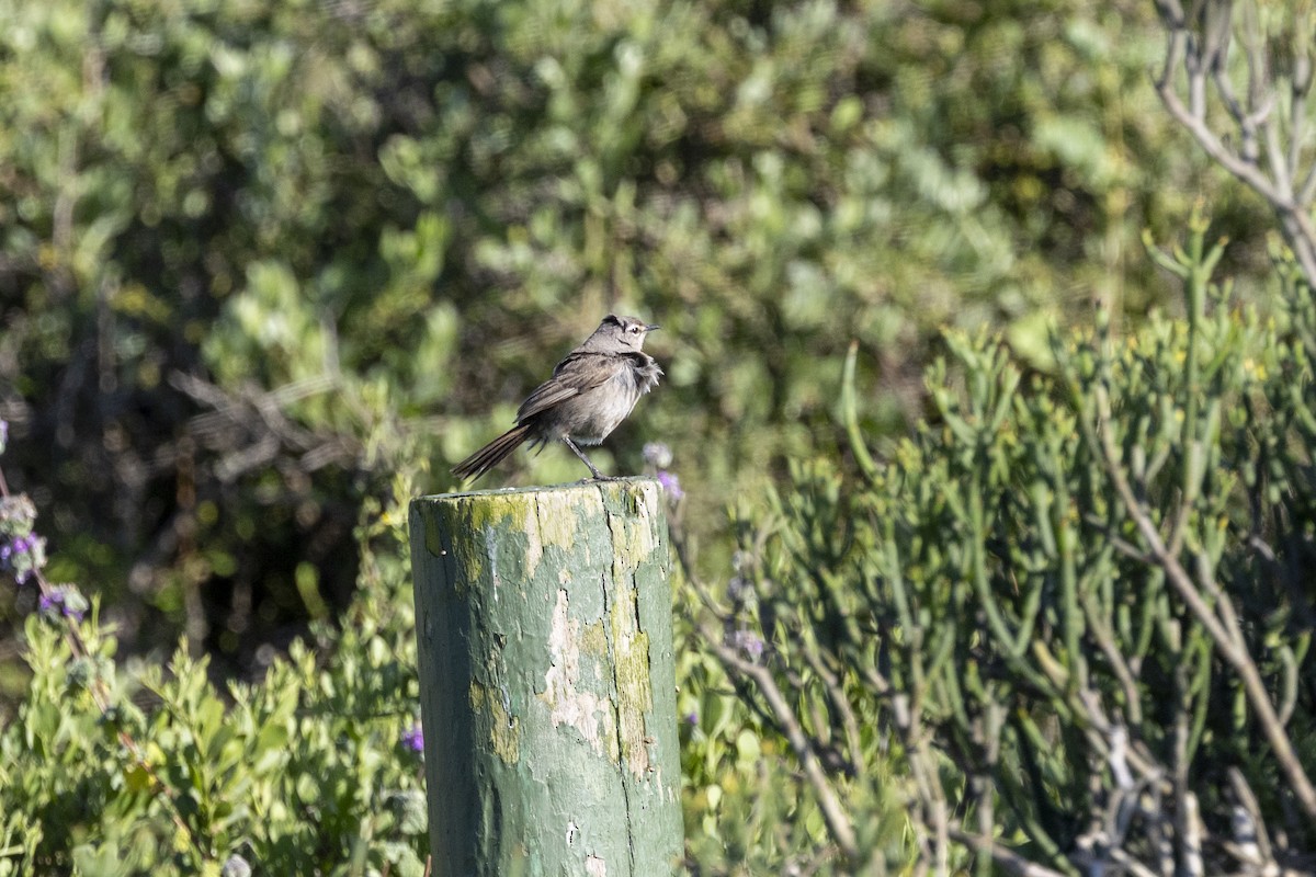 Karoo Scrub-Robin - ML644286816