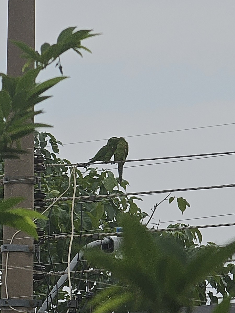 aratinga červenoskvrnný - ML644286818