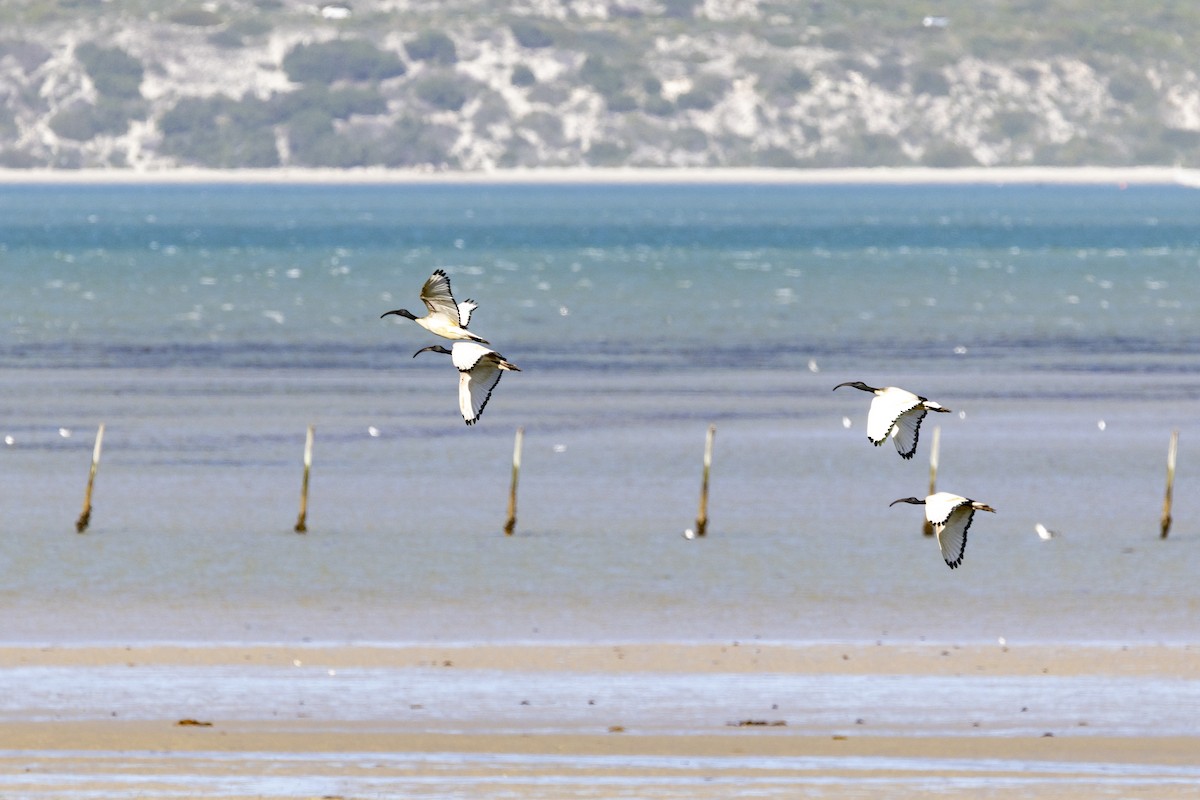 ibis posvátný - ML644286820