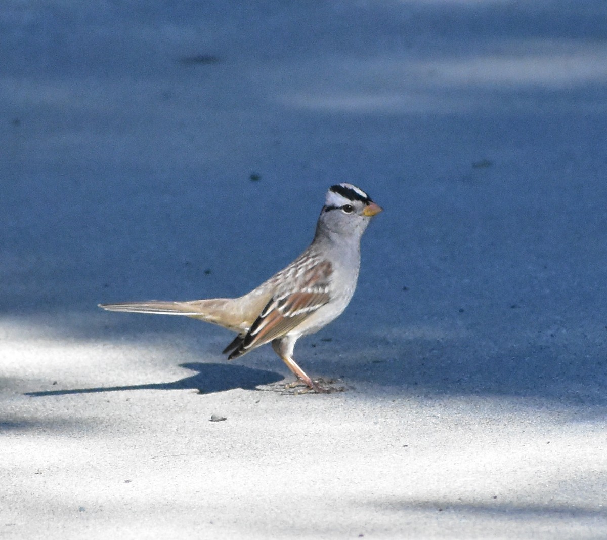 strnadec bělopásý - ML644286825