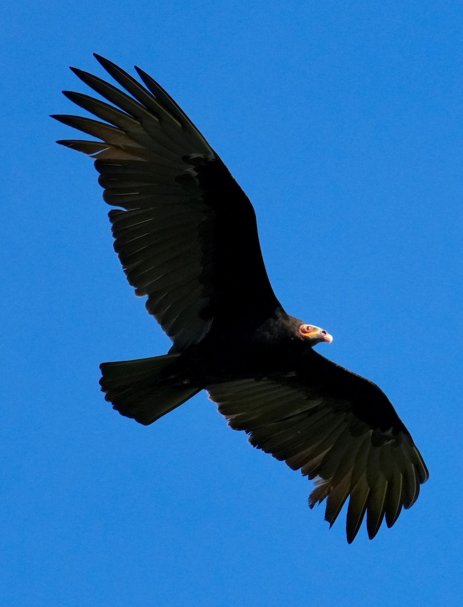 myrkondor - ML644286829