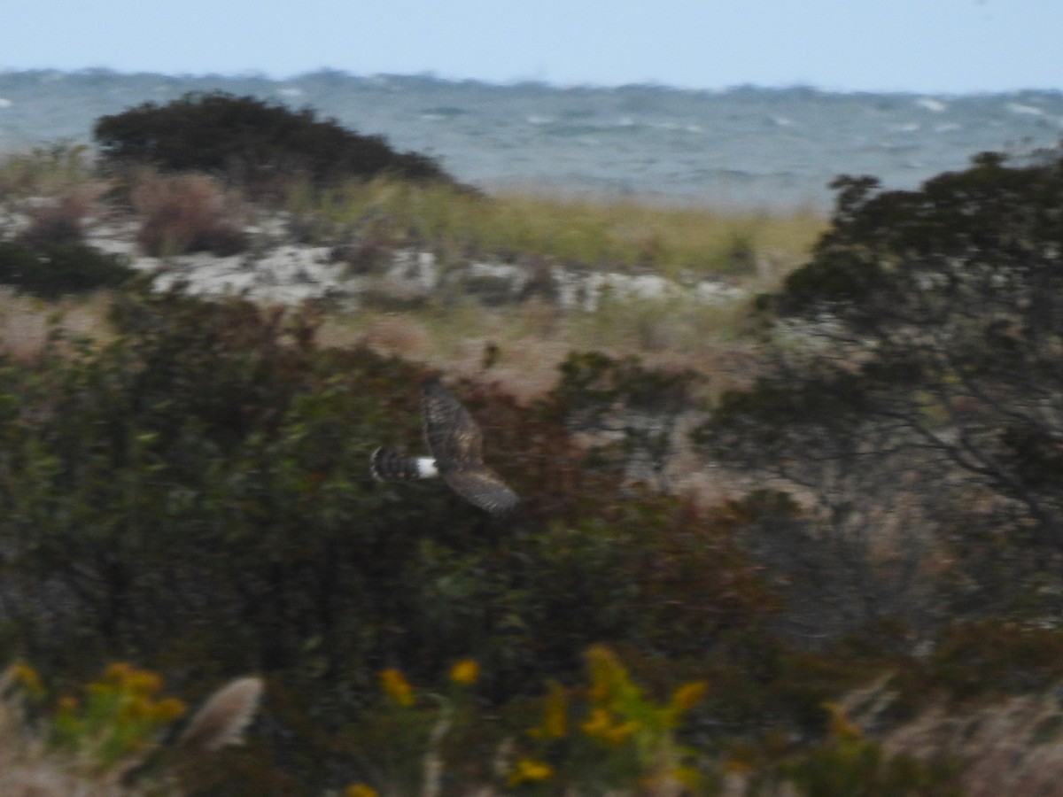 moták severoamerický - ML644286830