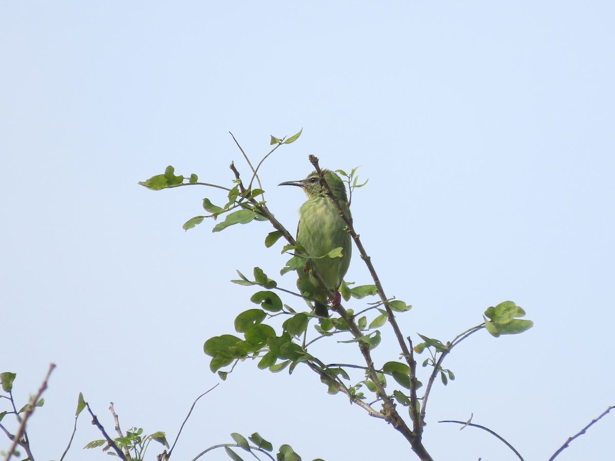 Red-legged Honeycreeper - ML644286831